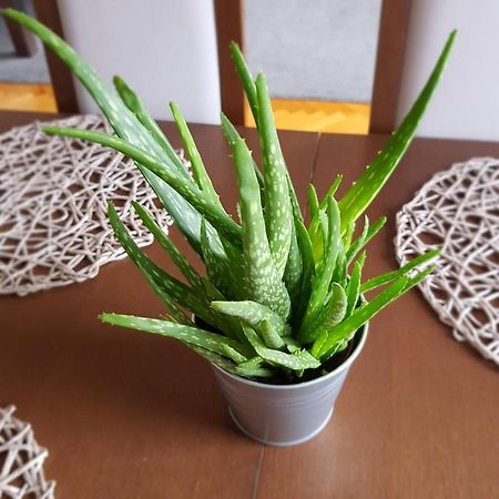 Apartament Janowskie Blonia Rumia Dış mekan fotoğraf